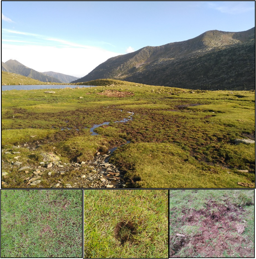 Figura 1. Efectos de la frecuentación ganadera al lago de Mollàs (arriba). La afectación va desde el herbivorismo y la compactación del suelo, a la destrucción severa de la vegetación (abajo, de izquierda a derecha).